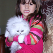 persian kitten with little girl