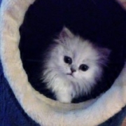 one of our adopted persian kittens scout