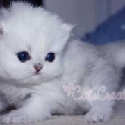 cute persian kitten photos baby with big cheeks
