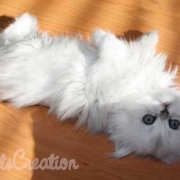 Take a peak at our Florida Persian candid photos cute persian kitten photos of upside-down-in-the-sun