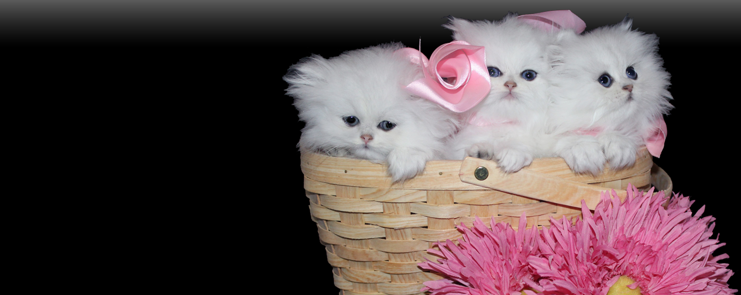 doll faced chinchilla silver Persian kittens for sale