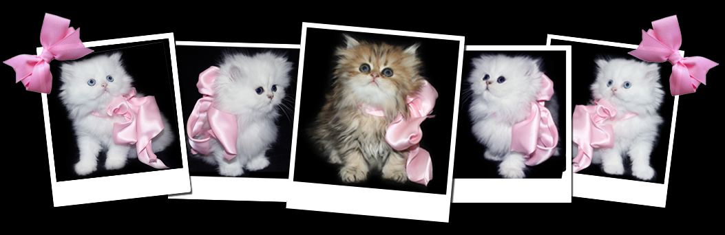 Five baby Persian kittens with pink bows