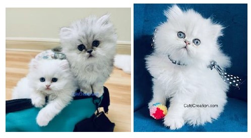 available teacup persian kittens  