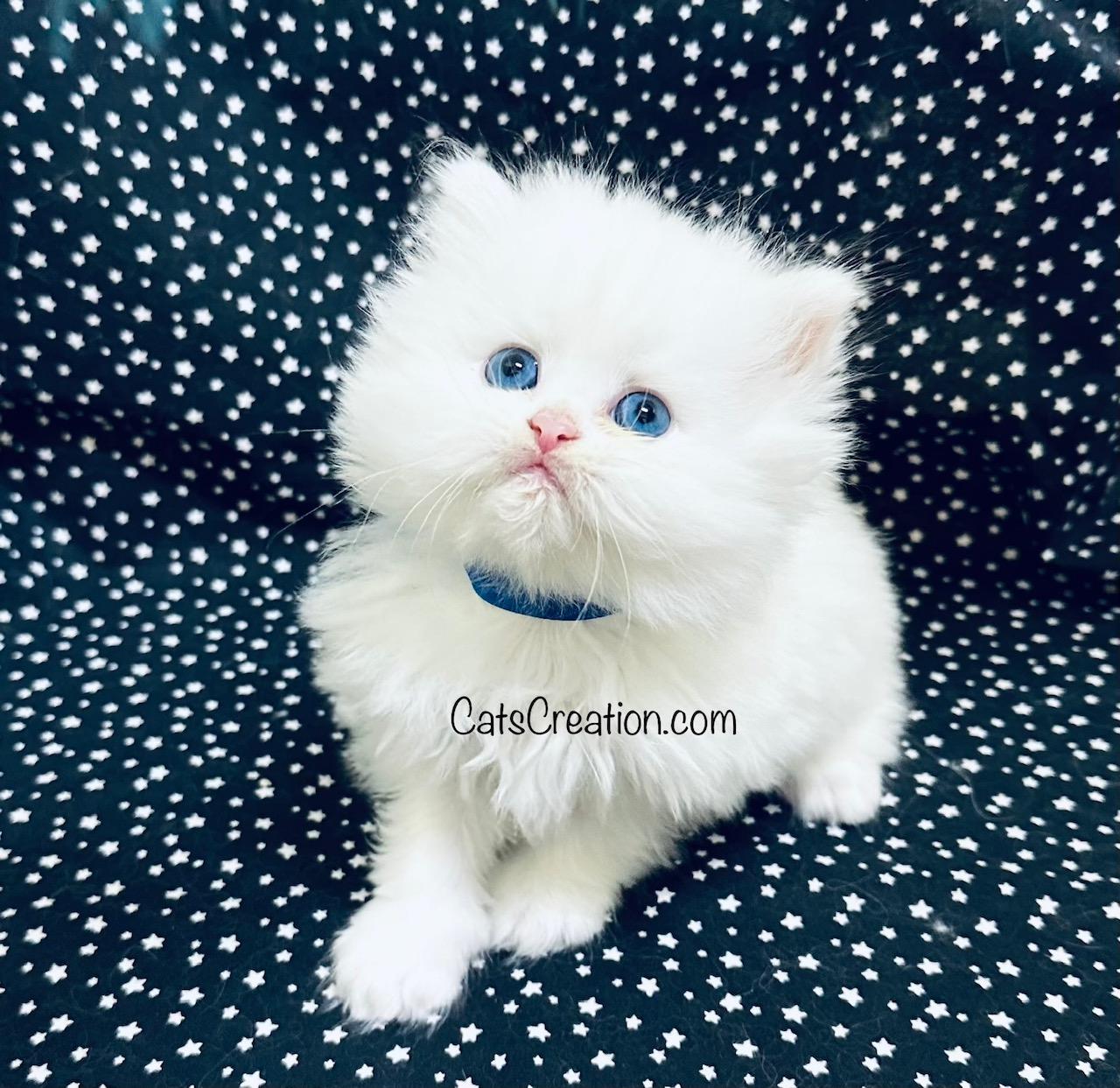 blue eyed white baby kitty playing