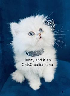 blue eyed white Persian kittens on blue chair