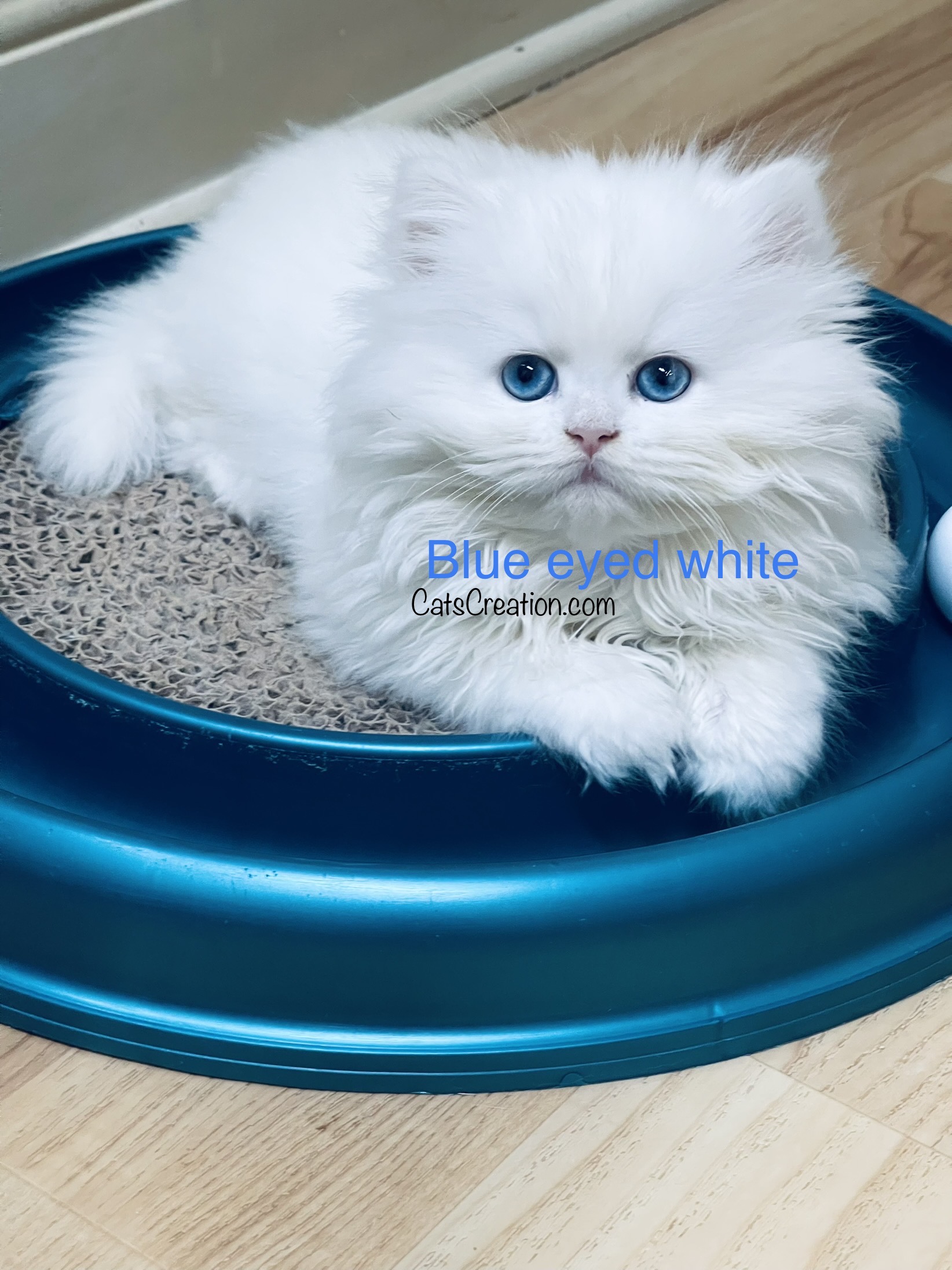 available teacup persian kittens  on turbo scratcher