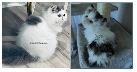 blue, black and white and calico Persian kittens together