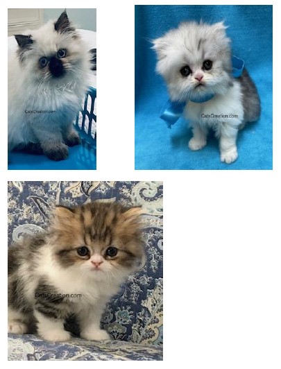 Himalayan kitten and bi-colored Persians together