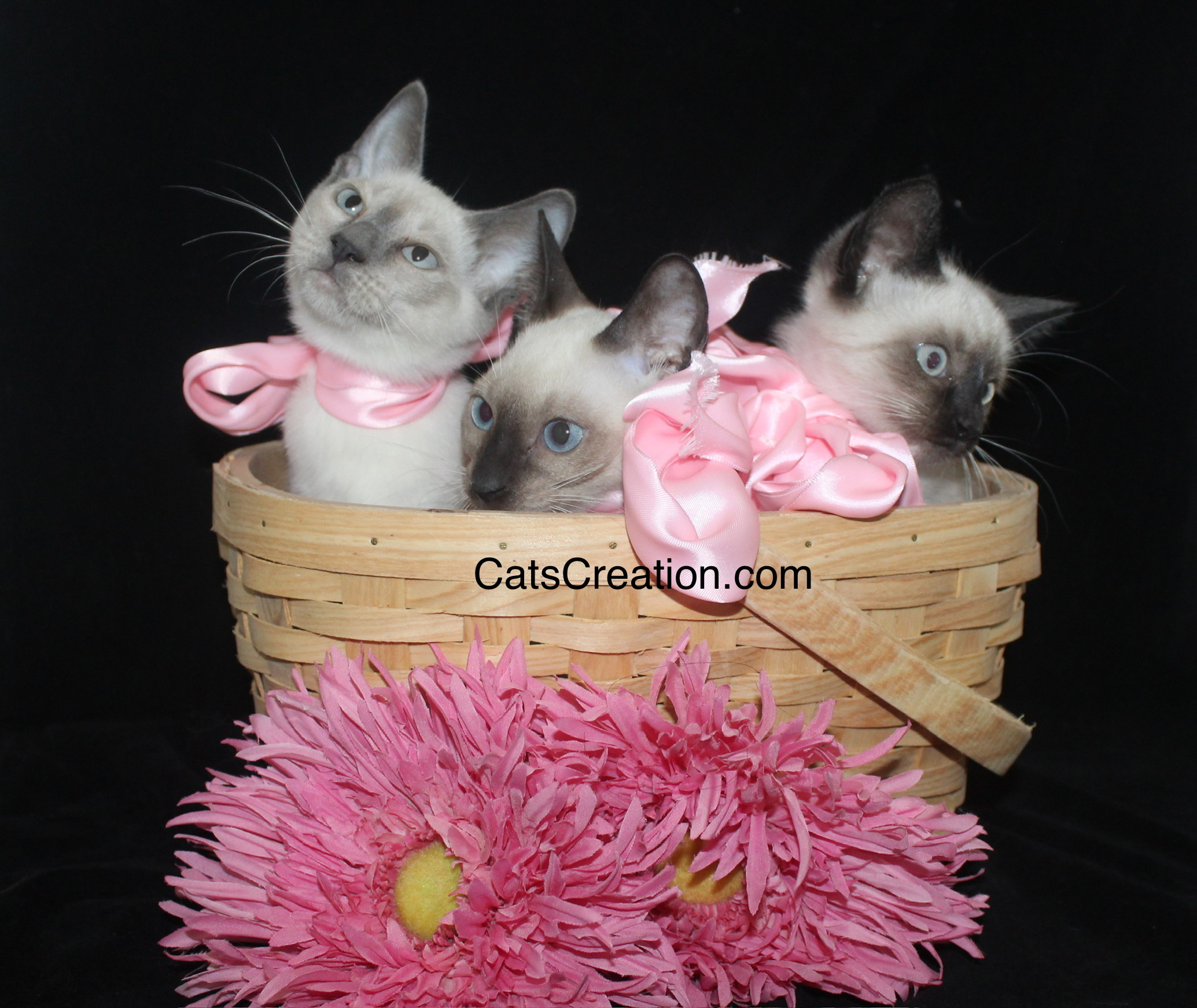 Siamese kittens for sale in a basket 