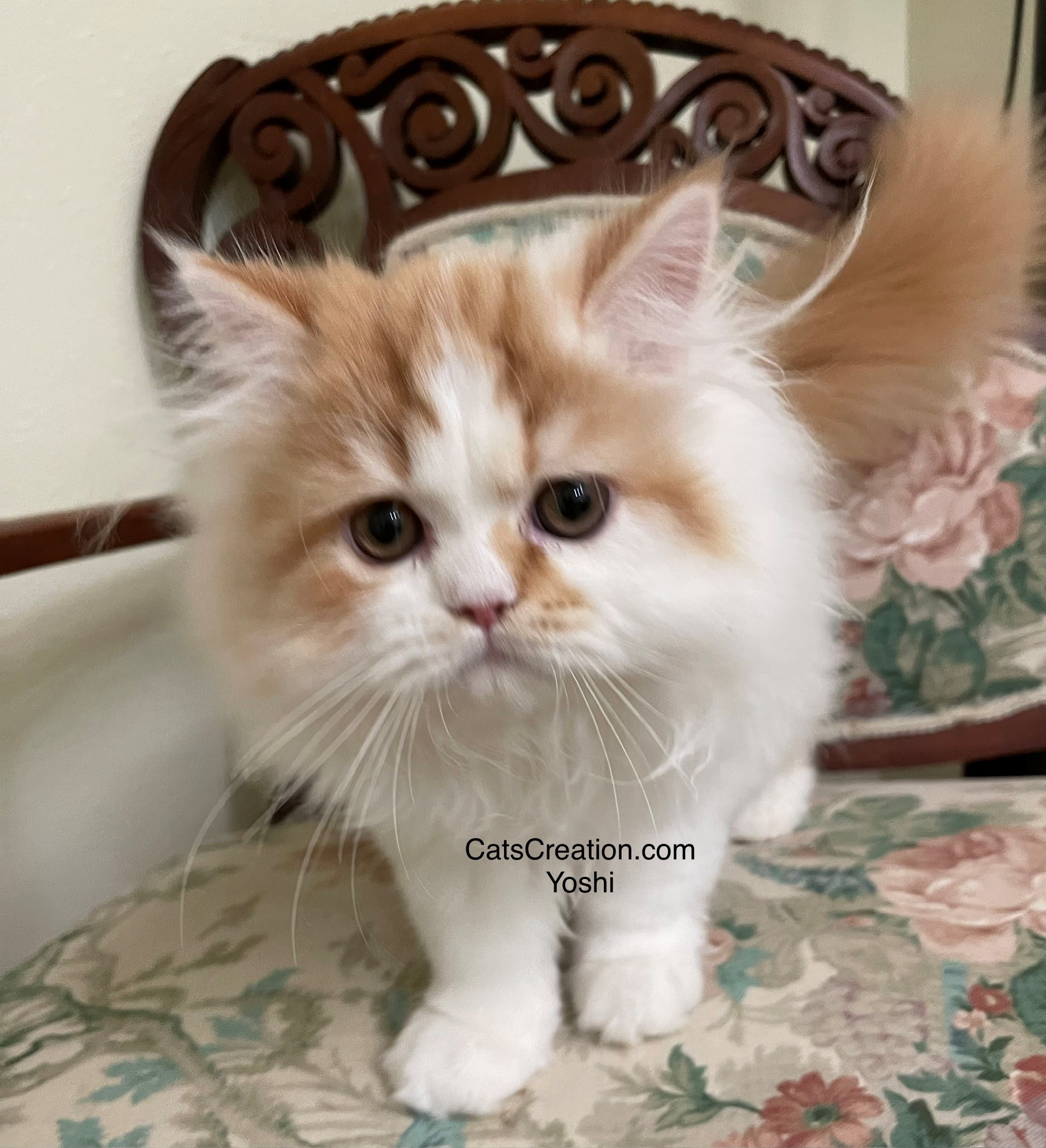 Yoshi-Dads-Persian Kittens Florida