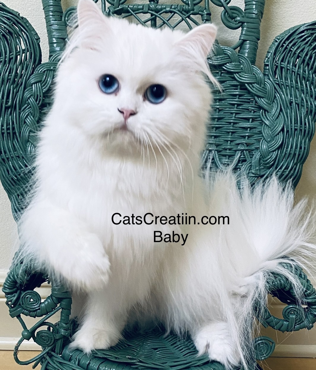Mommy's-Persian Kittens Florida Baby