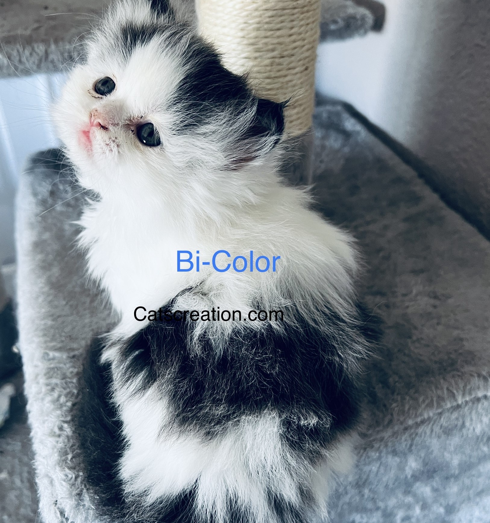 Bi-color persian on cat tree