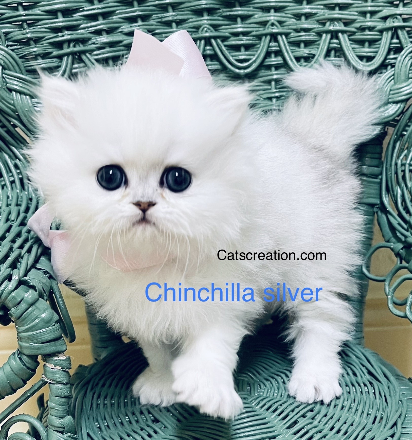 Available Teacup Persian Kittens