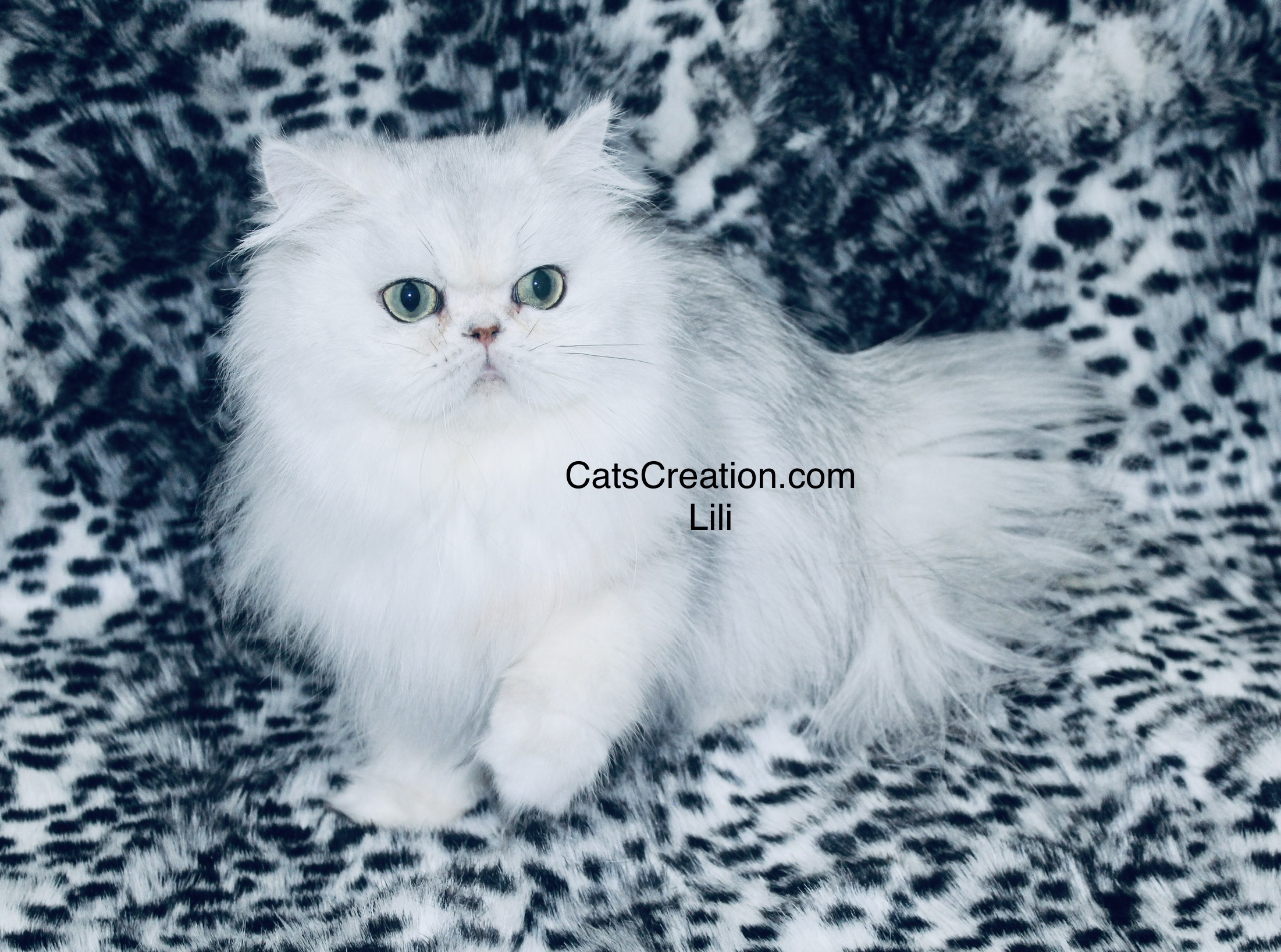 Mommy's-Persian Kittens Florida