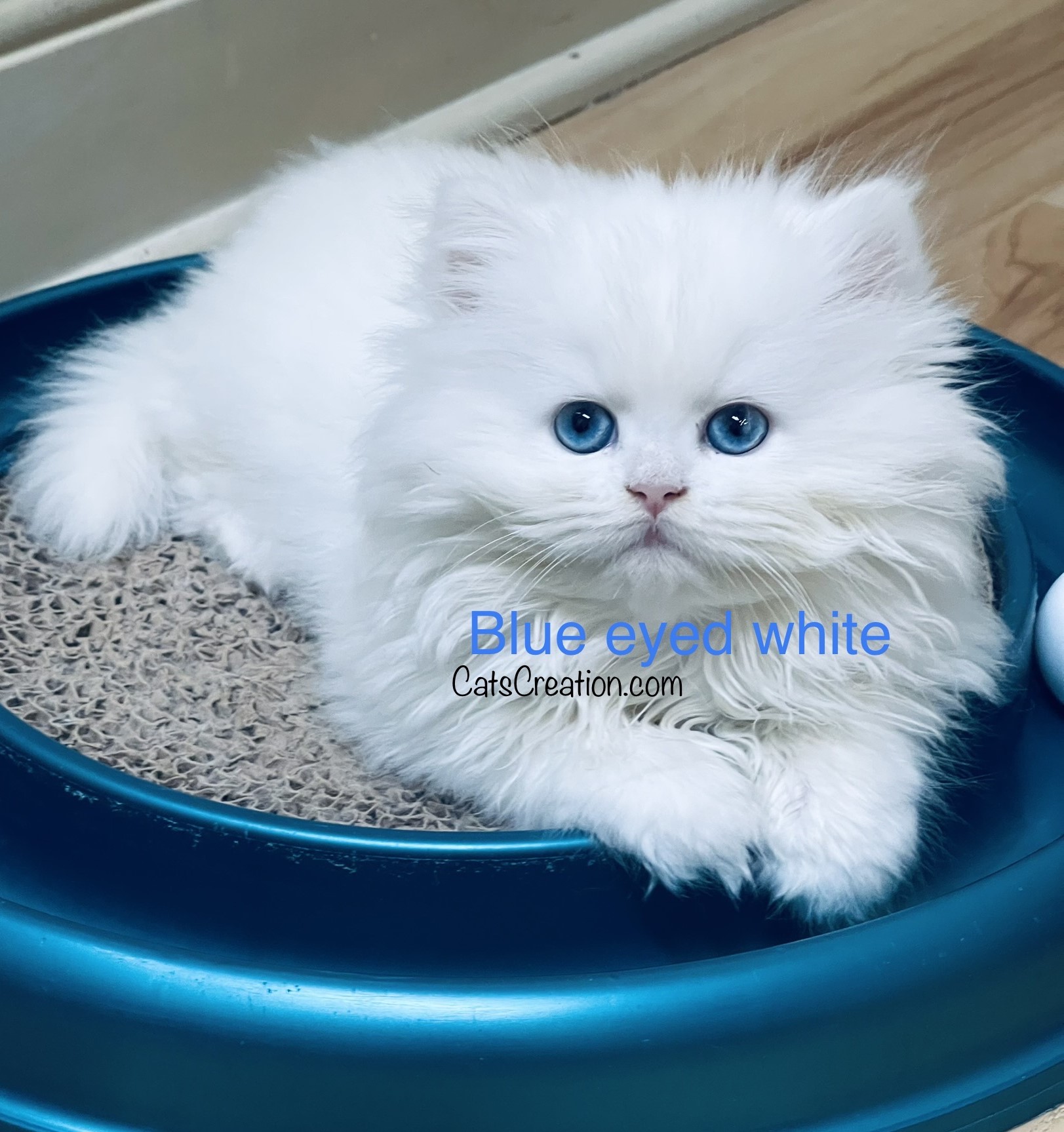 ue eyed white persian kitten on toy