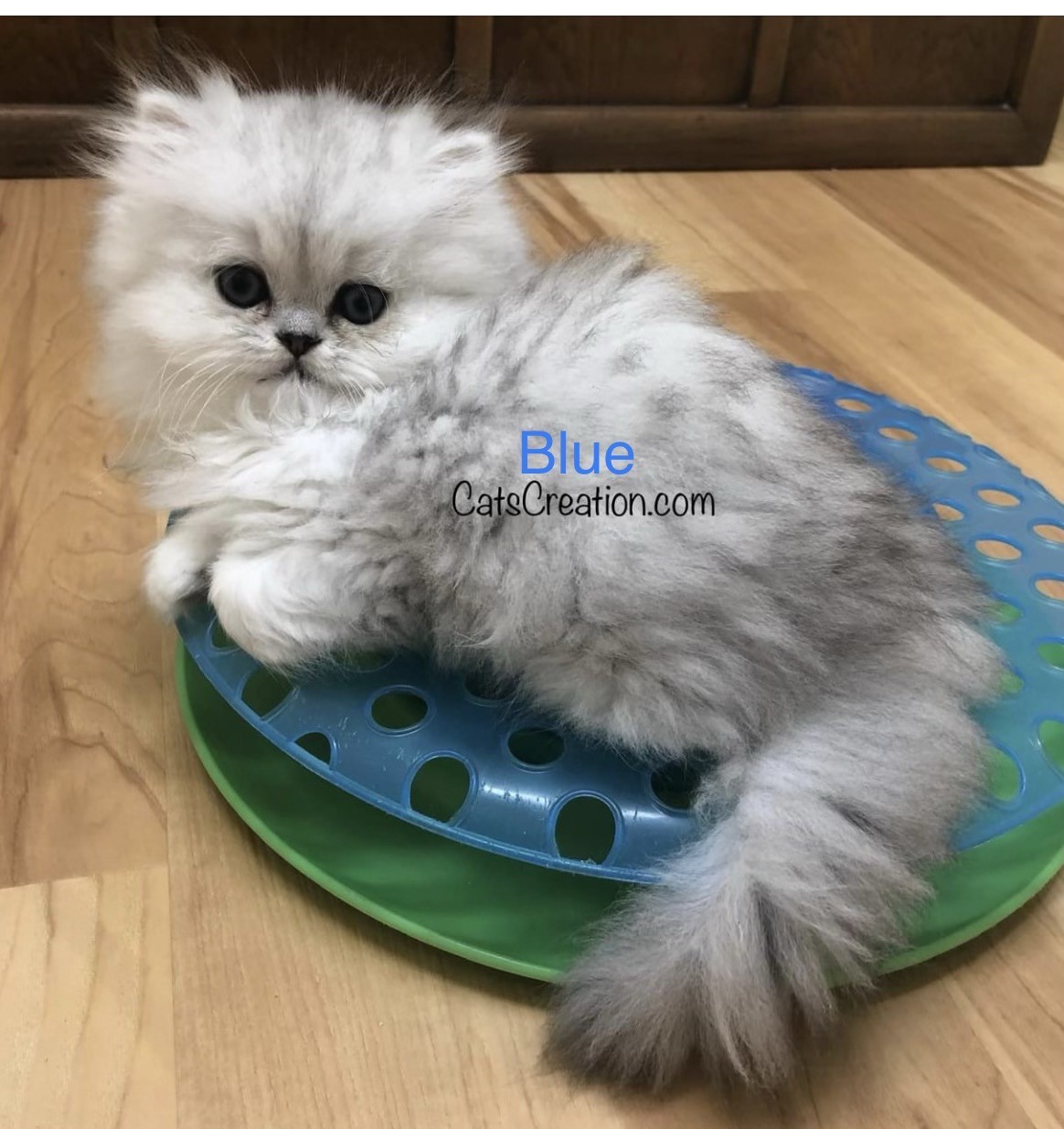 blue shaded persian kitten on toy
