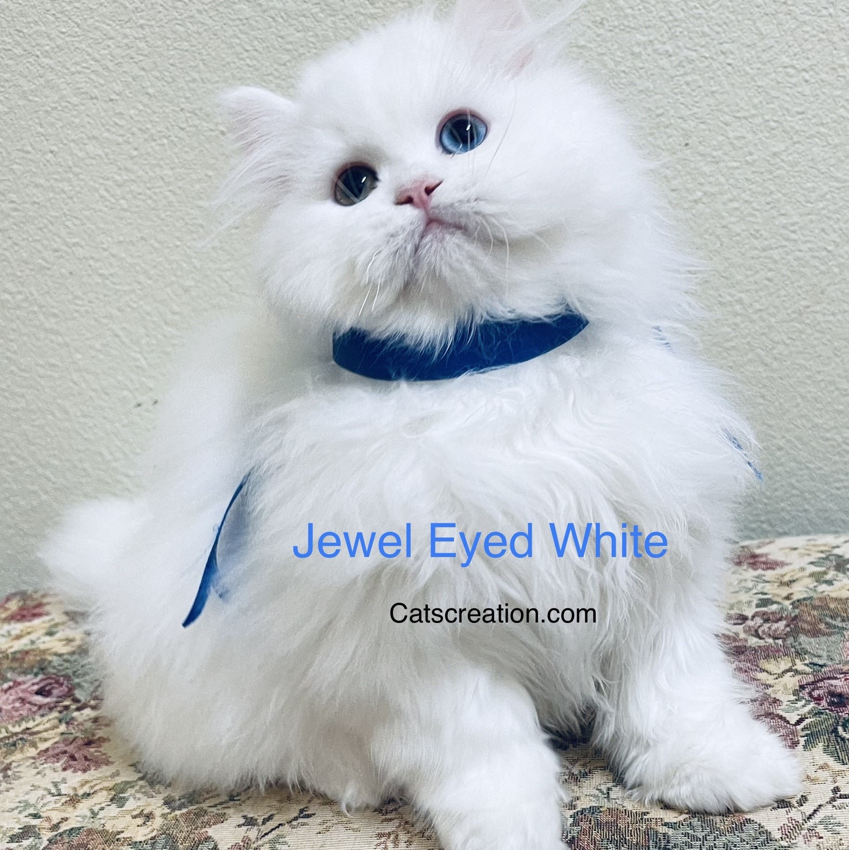 Available Teacup Persian Kittens