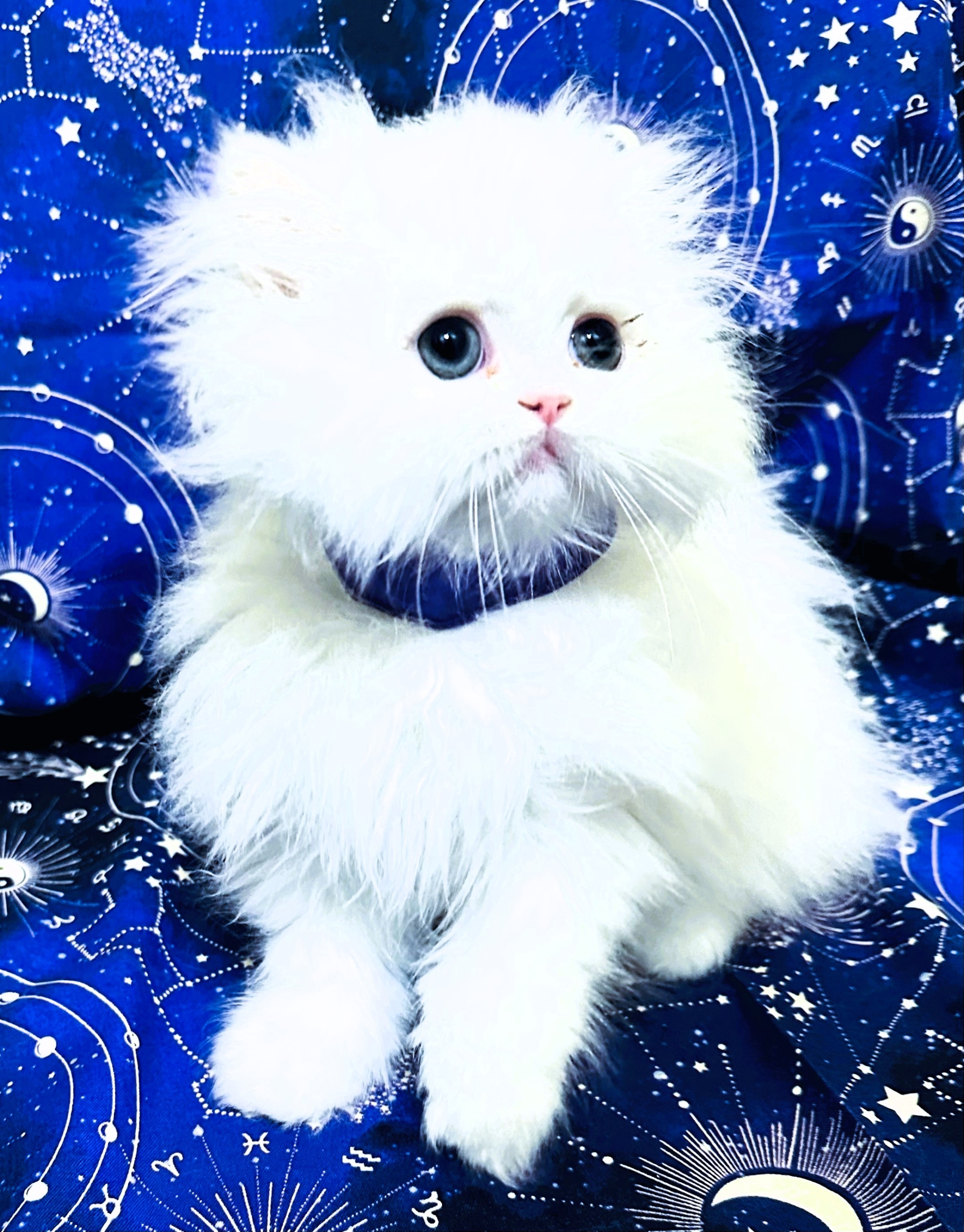 available teacup persian kittens pure whites