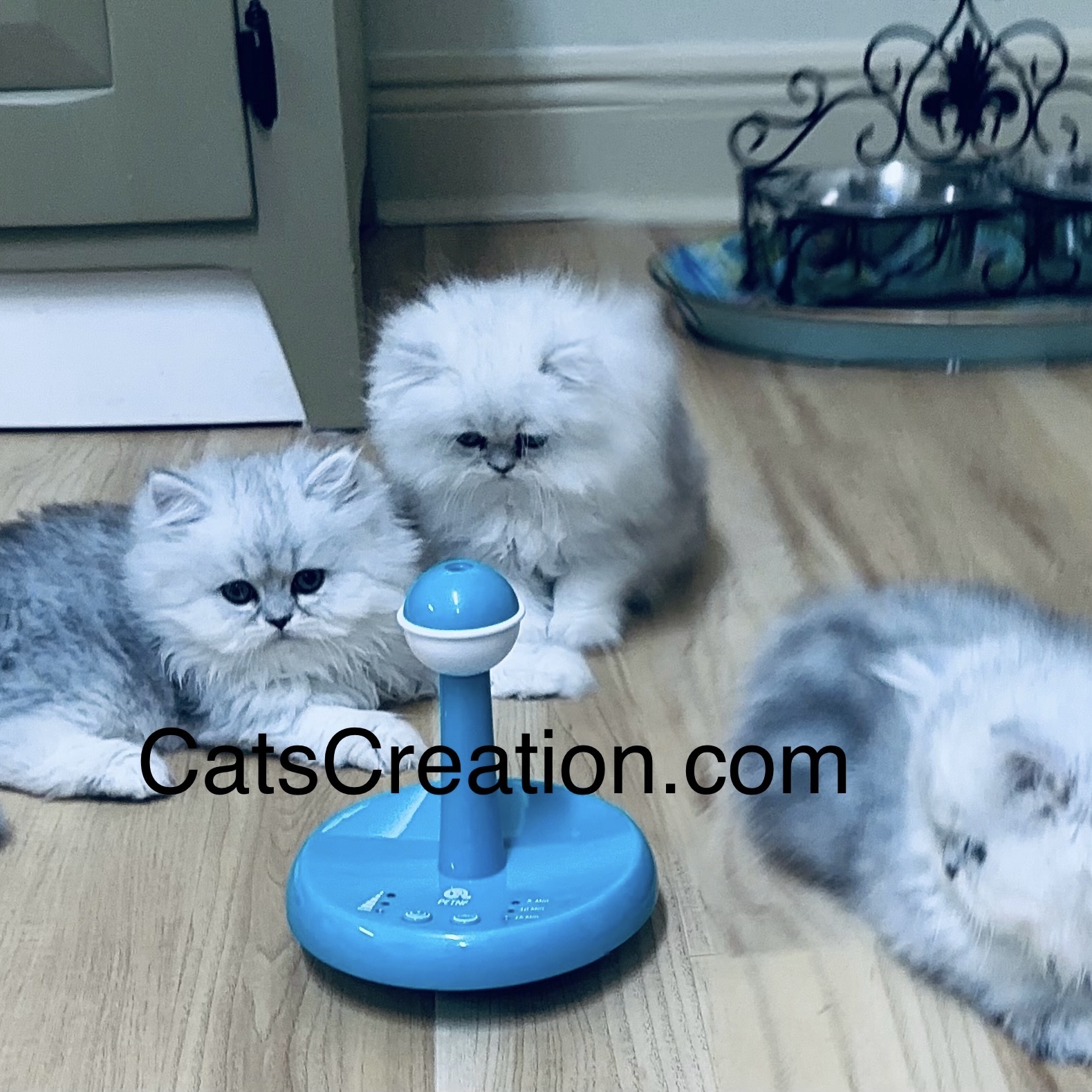 Available Teacup Persian Kittens blue with toy