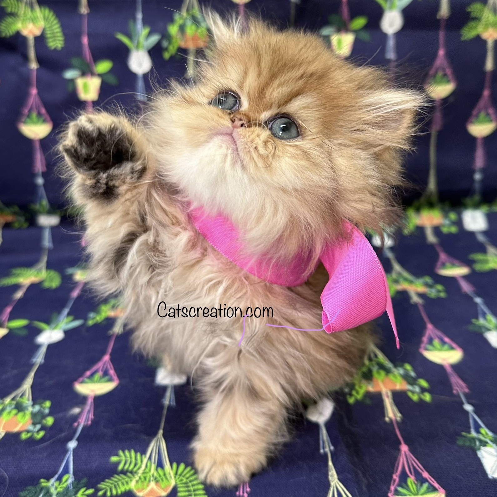 Available Teacup Persian Kittens golden pink bow