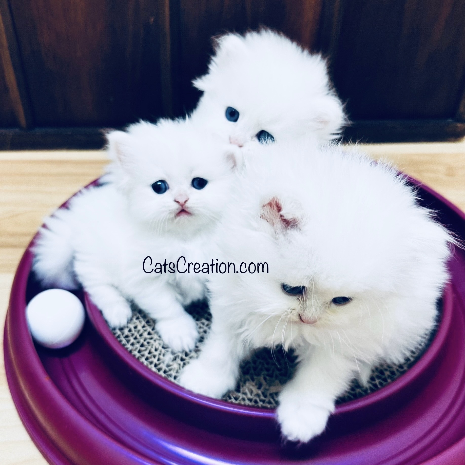 Available Teacup Persian Kittens blue eyed white on toy