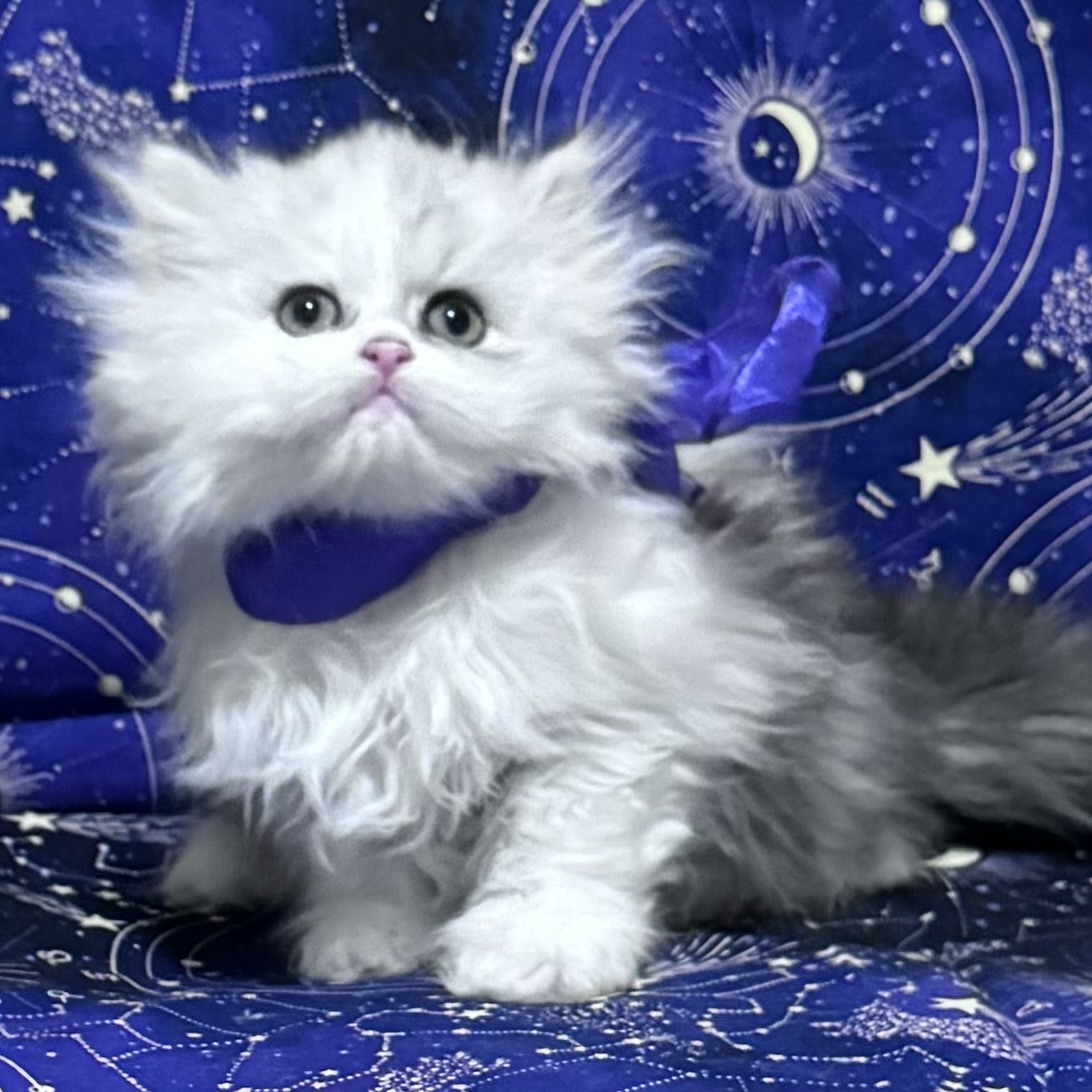 silver n white bi-color Persian kittens Florida