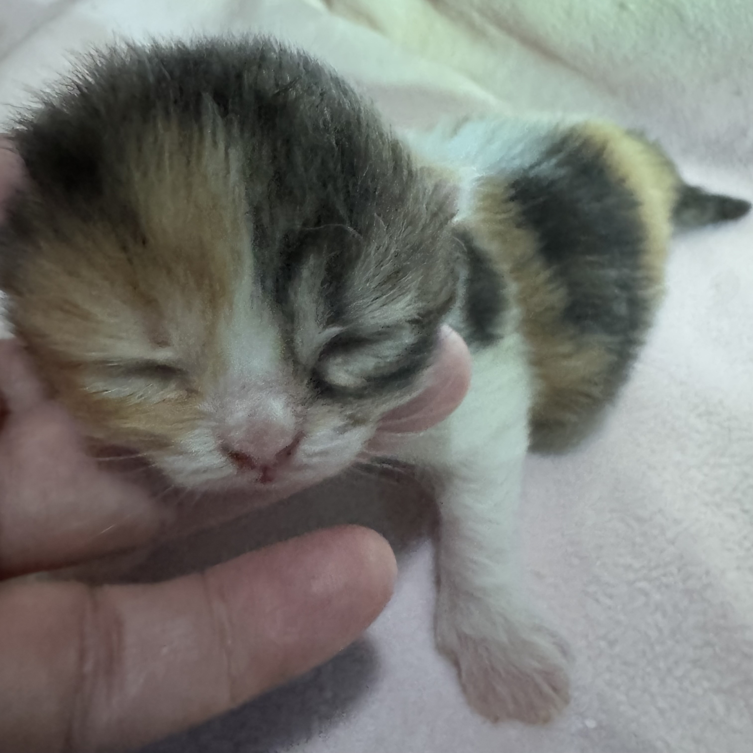 Available Teacup Persian Kittens Calico