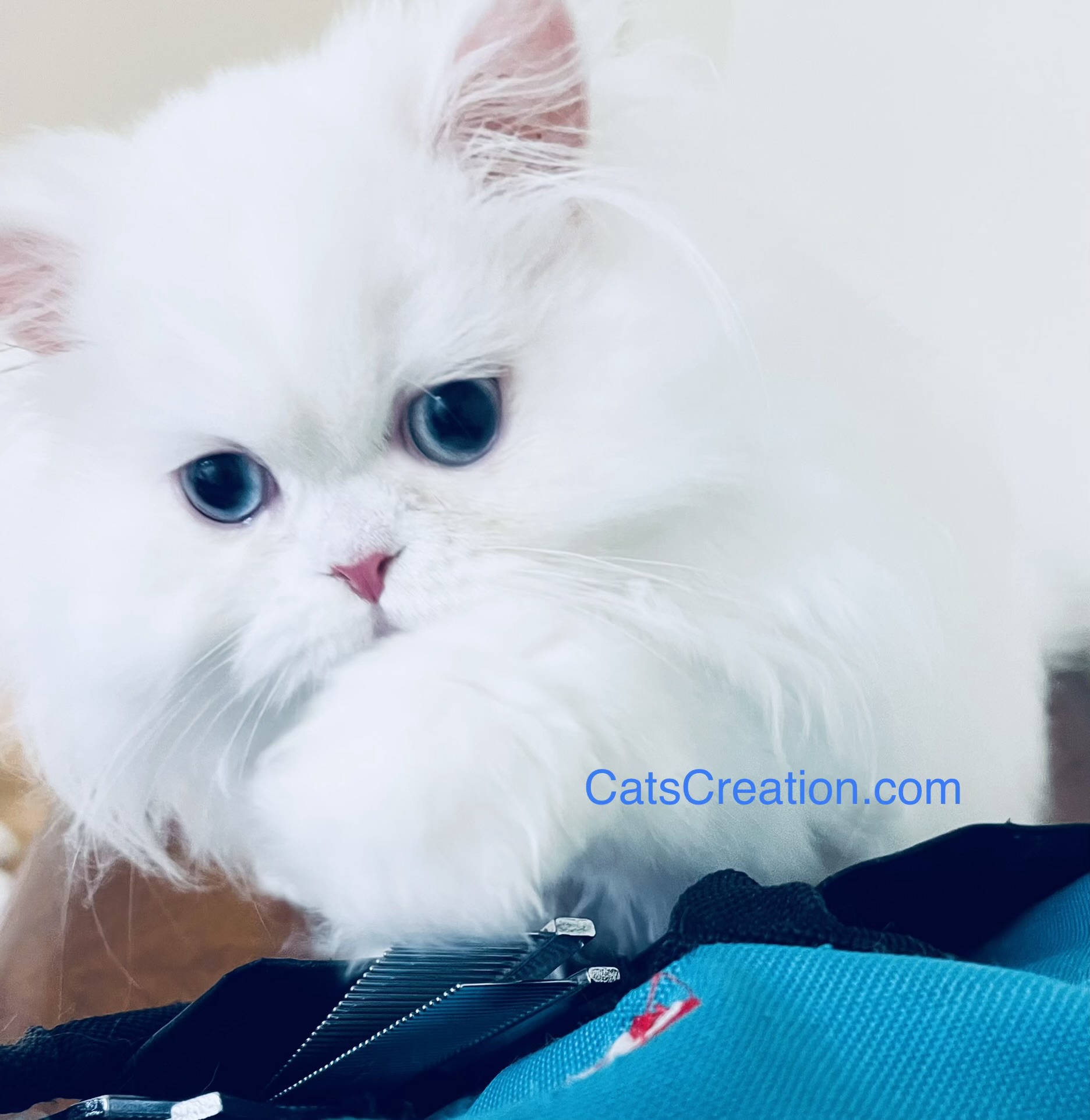 Candy mommy Persian kittens Florida