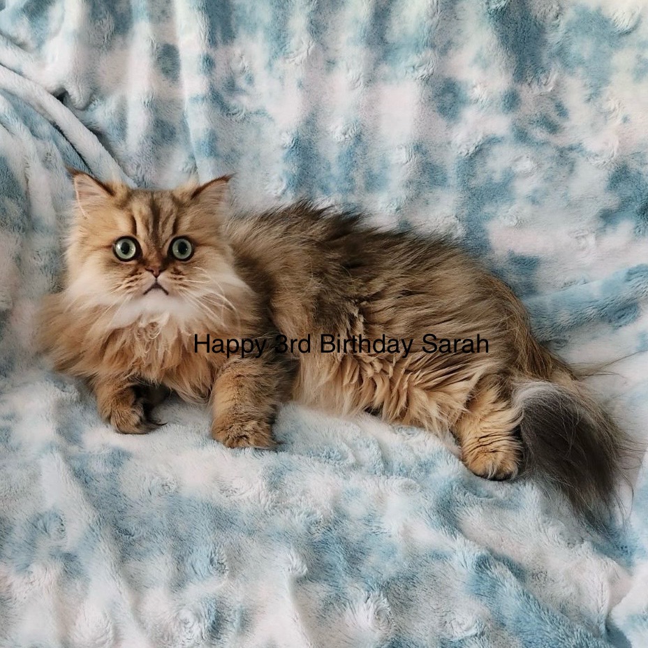 Teacup Persian Kitten Cat Photo Club