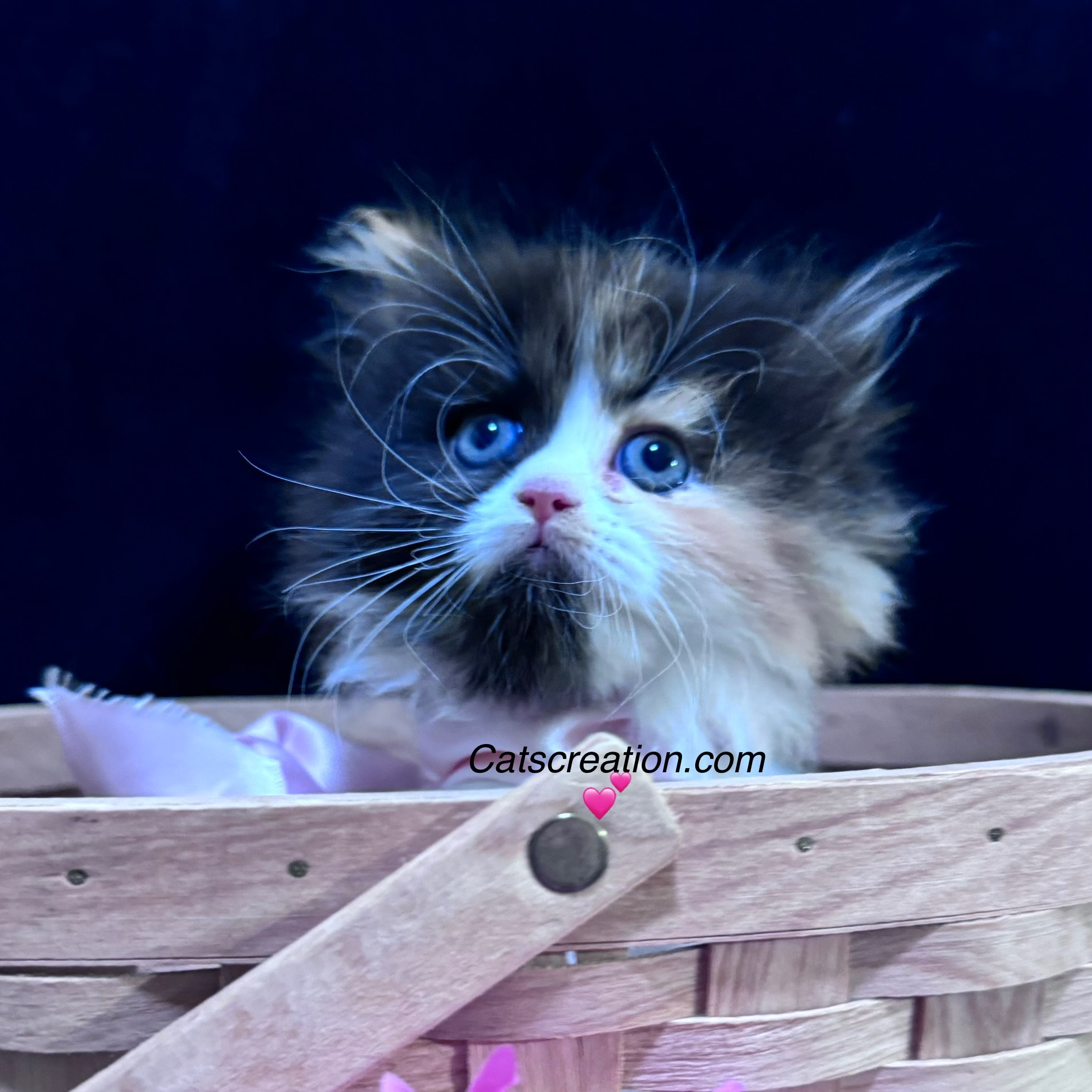 baby calico available teacup persian kittens