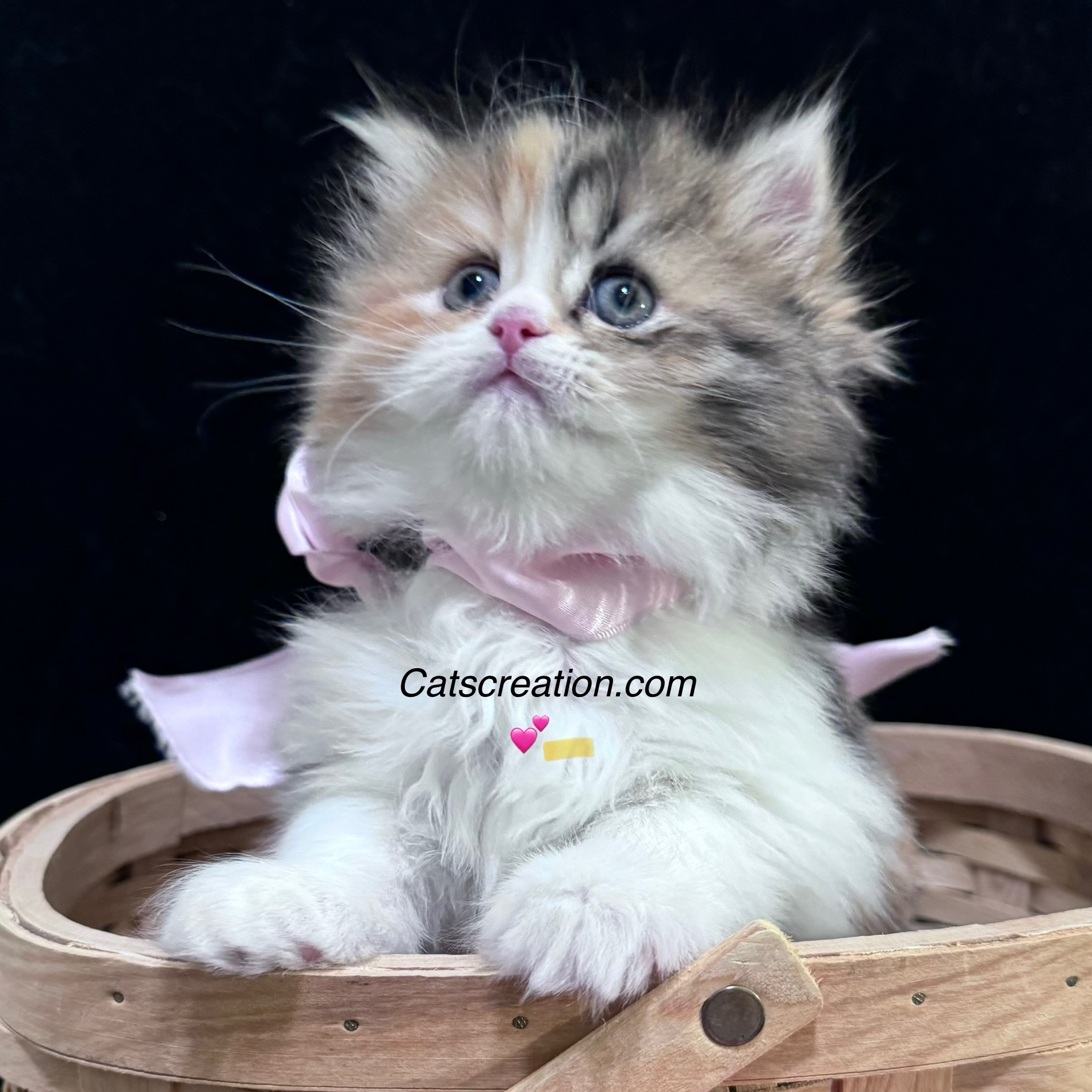 baby calico available teacup persian kittens