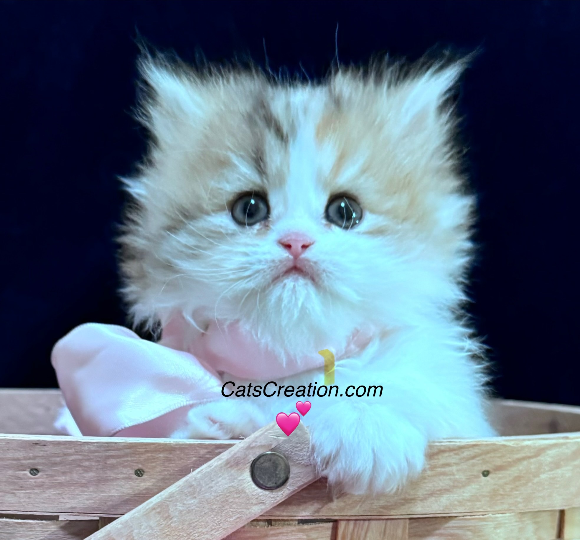 baby calico available teacup persian kittens