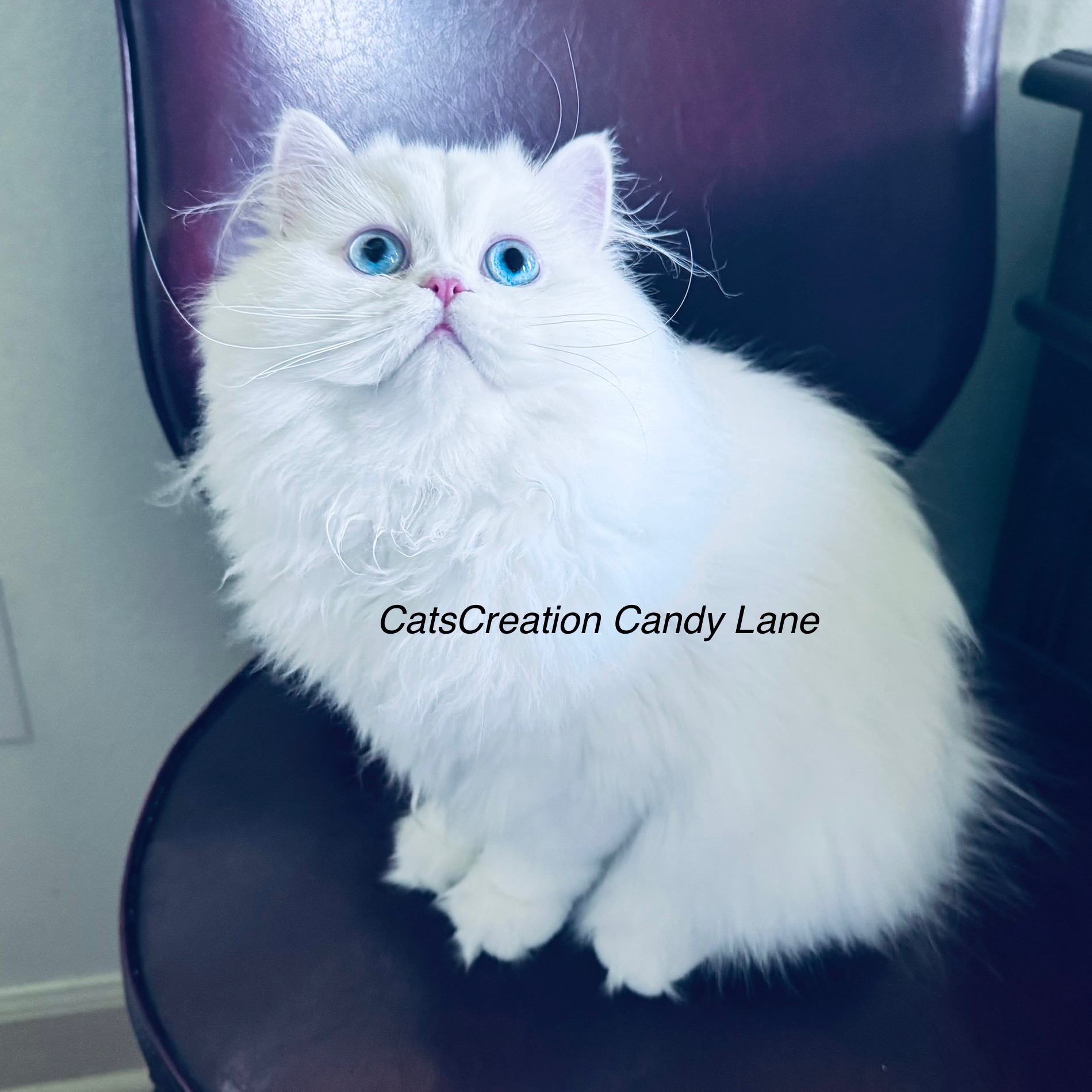 Mommy's-Persian Kittens Florida Candy Lane 