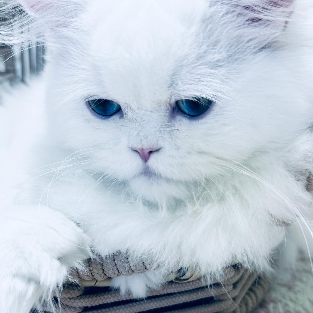 Ms Kity pure whire blue eyed Mommy
