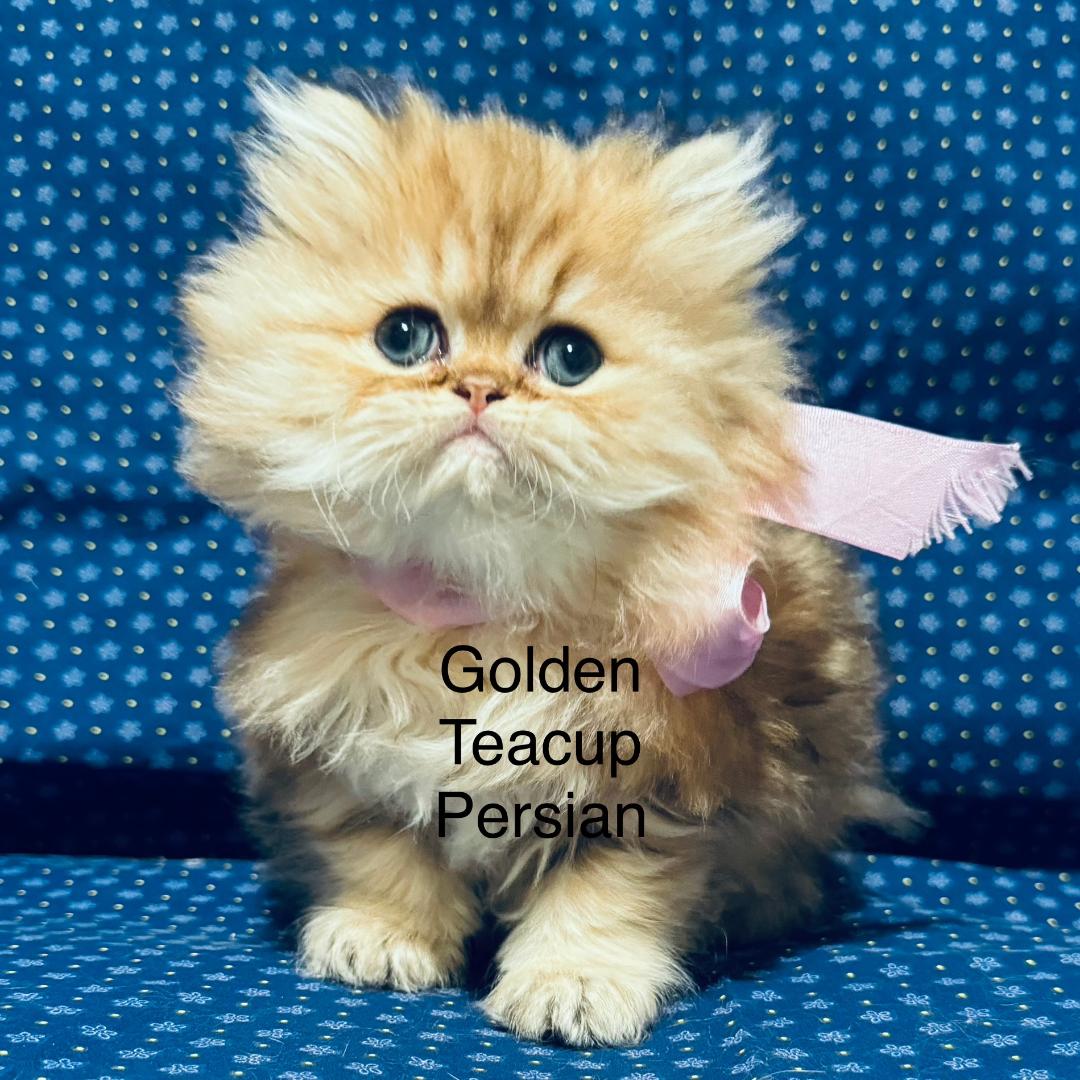golden available teacup persian kittens