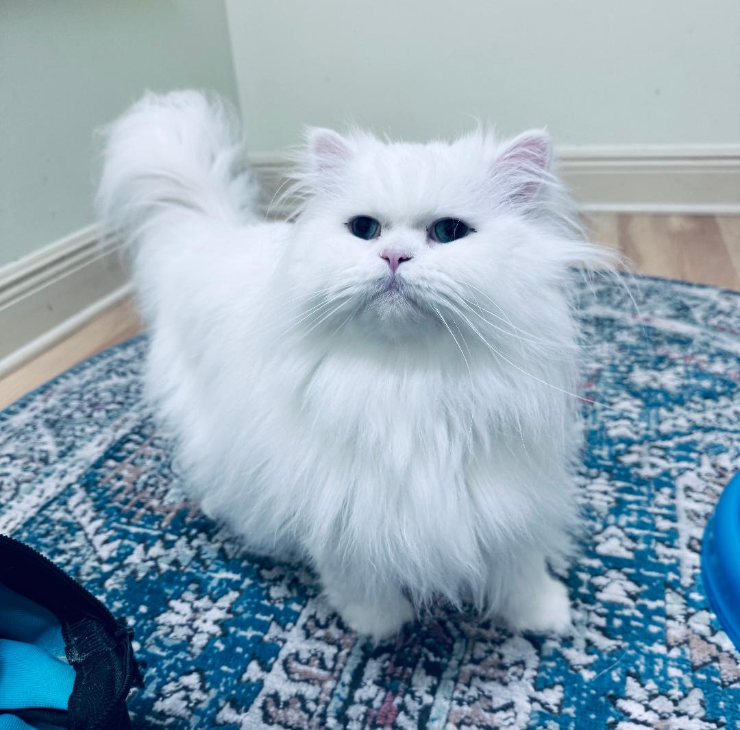 dads-Persian-kittens-Florida
