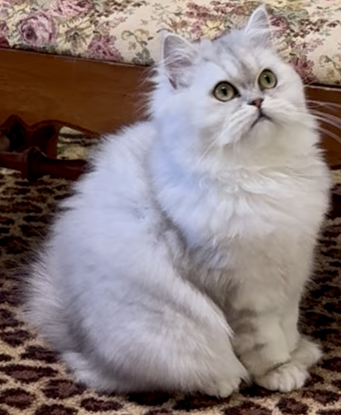Mommy’s-Persian Kittens Florida..Glitters.Fancy